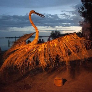 Brolga
